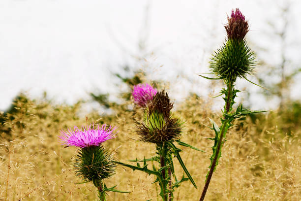 Thistle blossoming plant on autumn meadow. Fall grassland with Carduus acanthoides flowers. The Owl Mountains Landscape Park, Sudetes, Poland.