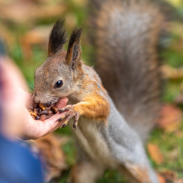 Girl feeds a squirrel with nuts in an autumn park. Squirrel eats nuts from the girls hand.