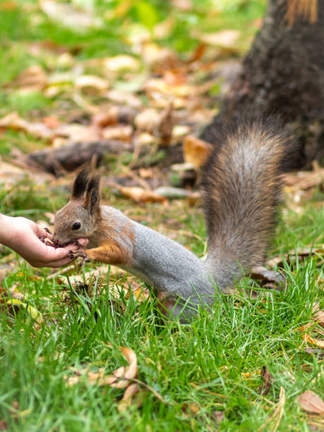 istock Girl feeds a squirrel with nuts in an autumn park. 1182742478