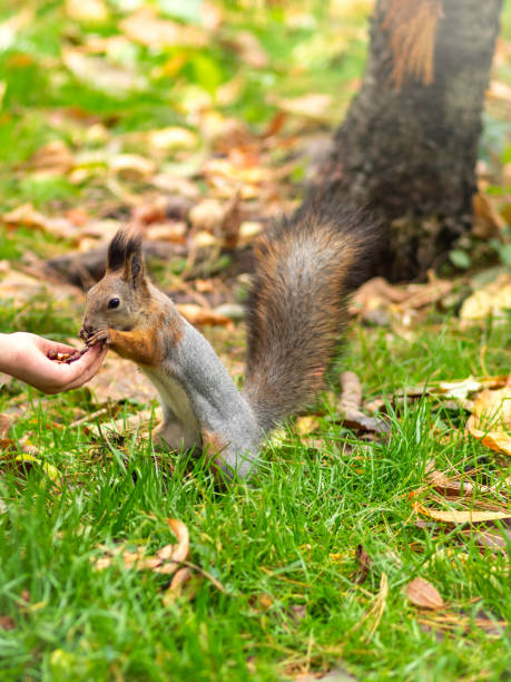istock Girl feeds a squirrel with nuts in an autumn park. 1182742536