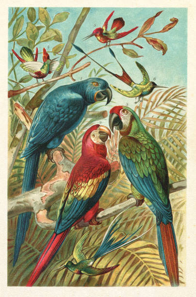 scharlach hyazinth ara colibri in der regenwald-illustration - tropenvogel stock-grafiken, -clipart, -cartoons und -symbole