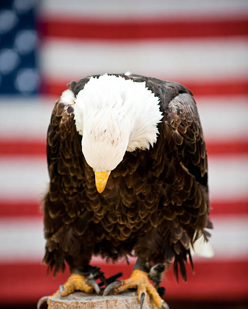 istock Eagle Bows in Front of US Flag 118274283