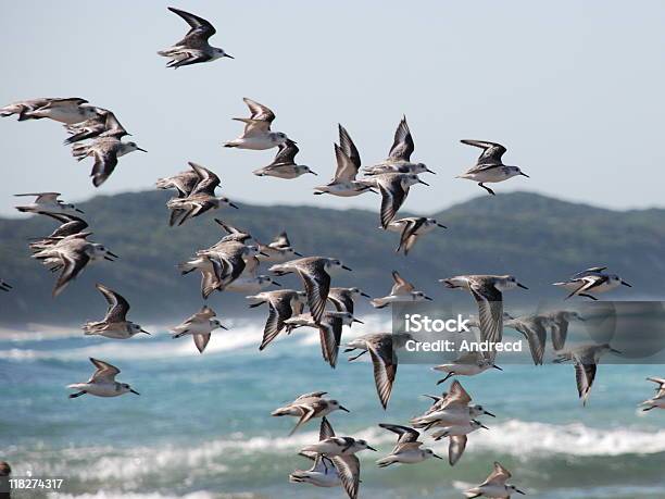 Aves Marinhas - Fotografias de stock e mais imagens de República da África do Sul - República da África do Sul, Animal, Animal selvagem