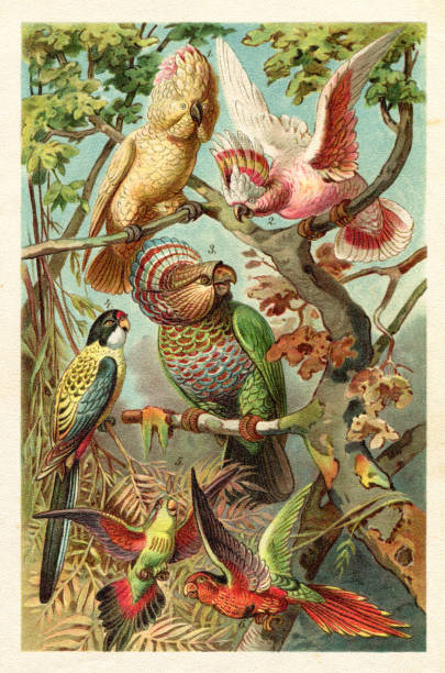 major mitchell's cockatoo papuga z australii ilustracji - egzotyczny ptak obrazy stock illustrations