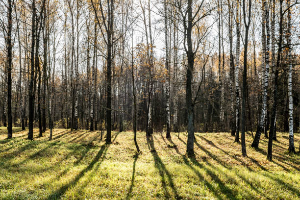 the trees of the autumn park are lit by the orange light of the setting sun, nature abstract background - sunrise leaf brightly lit vibrant color imagens e fotografias de stock