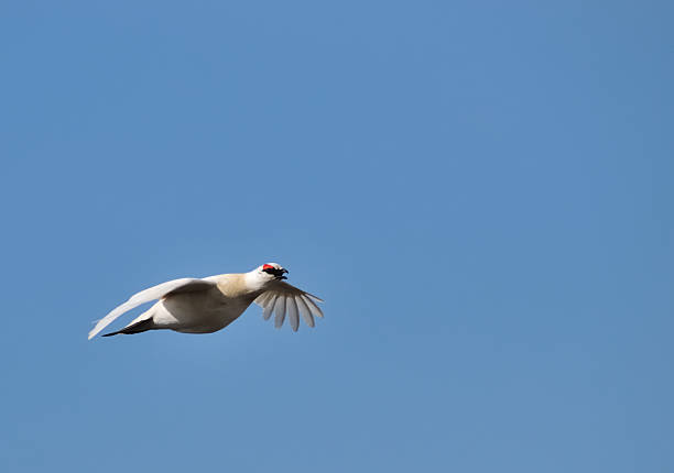 Rock Ptarmigan In Flight Lagopus muta