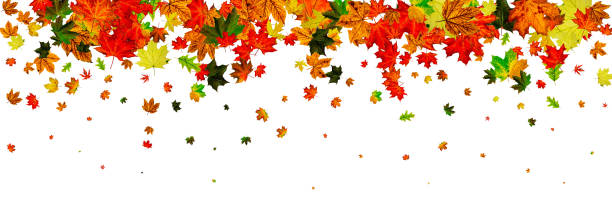 istock Autumn leaves border. October thanksgiving pattern isolated on w 1182746855