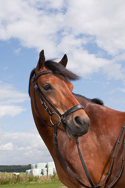istock Beautifull Welsh pony 118274761