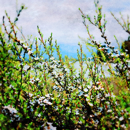 This is my Photographic Image of a Manuka in a Watercolour Effect. Because sometimes you might want a more illustrative image for an organic look.