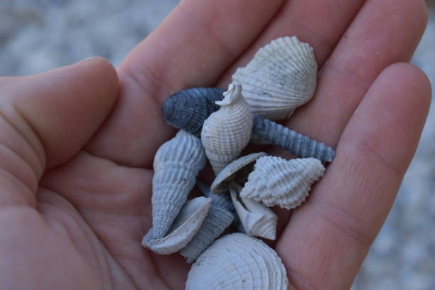 istock Handful of sea shell's 1182748301