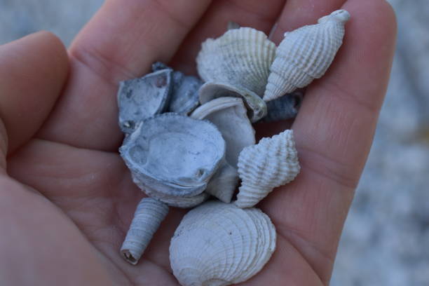 istock Handful of Sea shells 1182748987