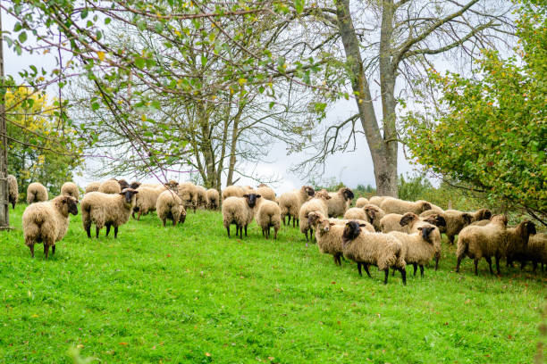 istock rural scene of sheep herd at meadow 1182749448
