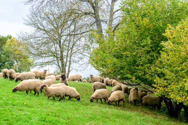 istock rural scene of sheep herd at meadow 1182749993
