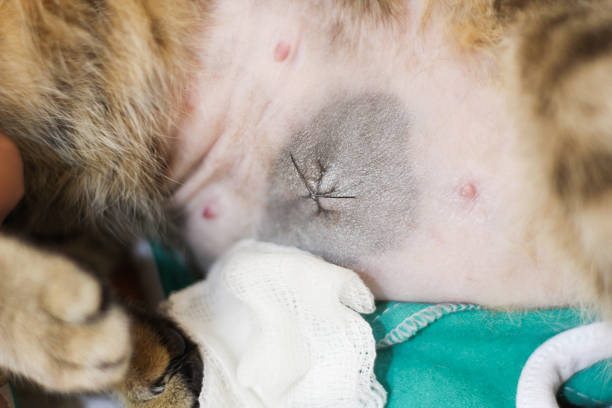 feche acima dos pontos fêmeas do gato após a cirurgia castrado da operação da castração. gato que desgasta o melhor cirúrgico. - spay - fotografias e filmes do acervo