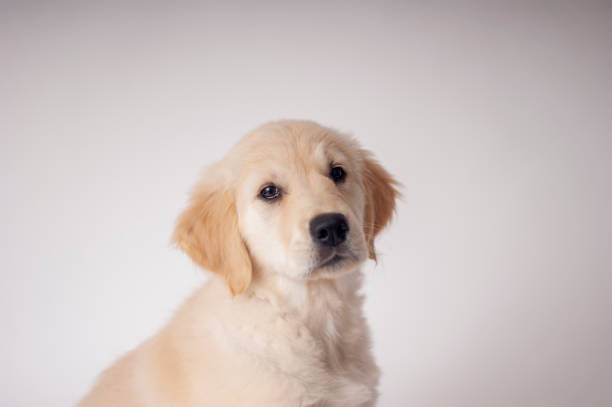 istock Purebred Golden Retriever Puppy 1182750541