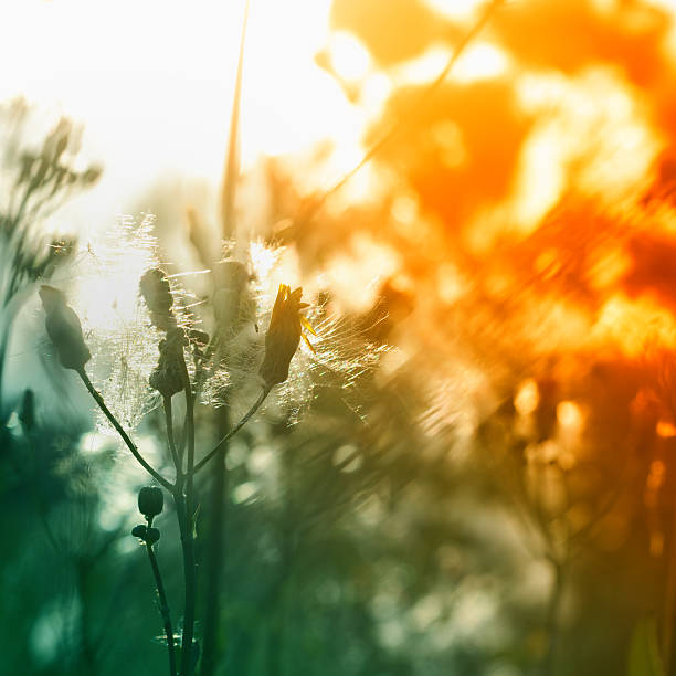 istock Meadow Vibrant colors 118275083