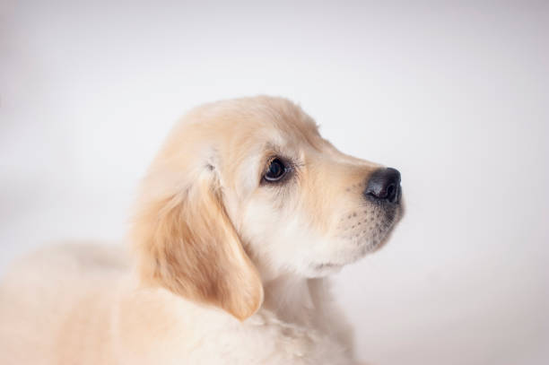istock Purebred Golden Retriever Puppy 1182751082