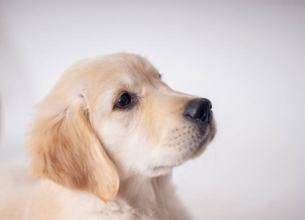 istock Purebred Golden Retriever Puppy 1182751101