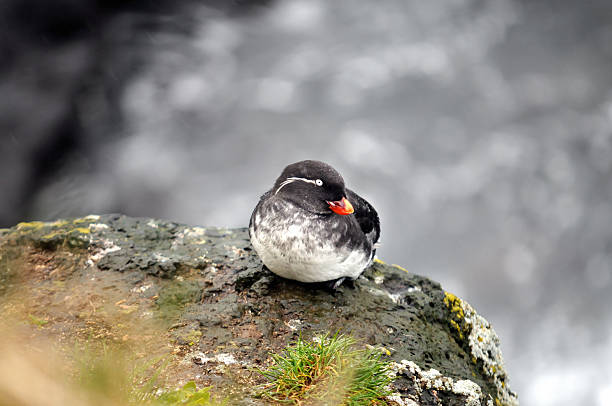 A Parakeet Auklet ( Aethia psittacula ) resting on a lava ledge looks to his left. Photo shot in the rain against a gray mist looking out over the Bering Sea off St. Paul Island. Photo taken at a wide aperture to provide a shallow depth of field.