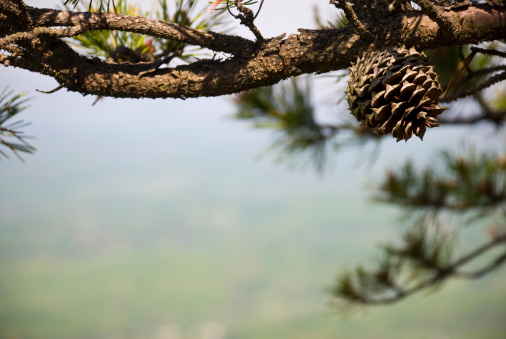 A pine cone grows on a branch at Buffalo Mountain in Johnson City, Tennessee