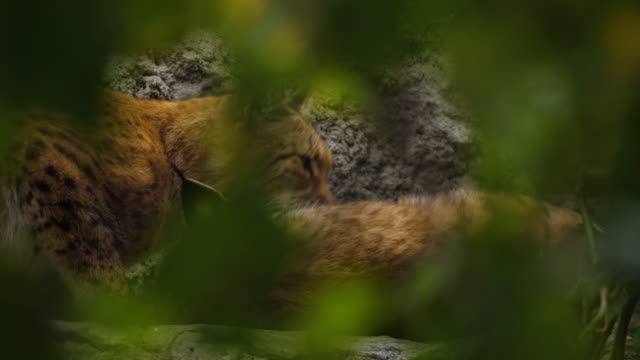 Eurasian lynx (Lynx lynx) - Russia