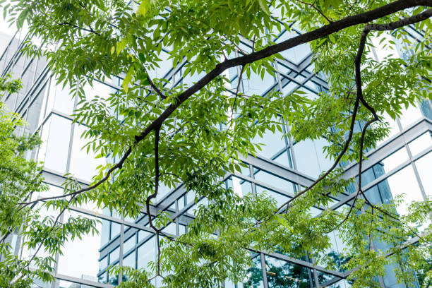 istock Office Building Viewed Thorugh Green Leaves on Tree Branch 1182756112