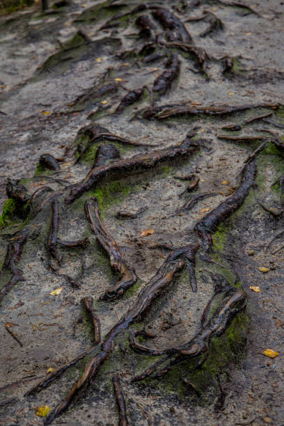 istock Tree roots coming up out of the ground 1182756405