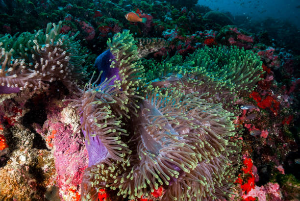 istock Anemones Garden 1182756985