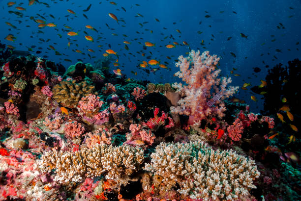 istock Colors of a coral reef 1182756997