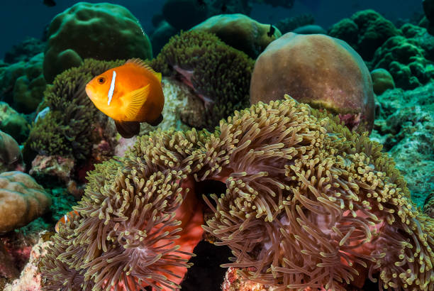 istock Clown fish and its anemone 1182757512