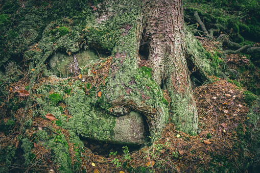 Tree, ground and moss formation forming a face (forest of Adrspach-Teplice Rocks)