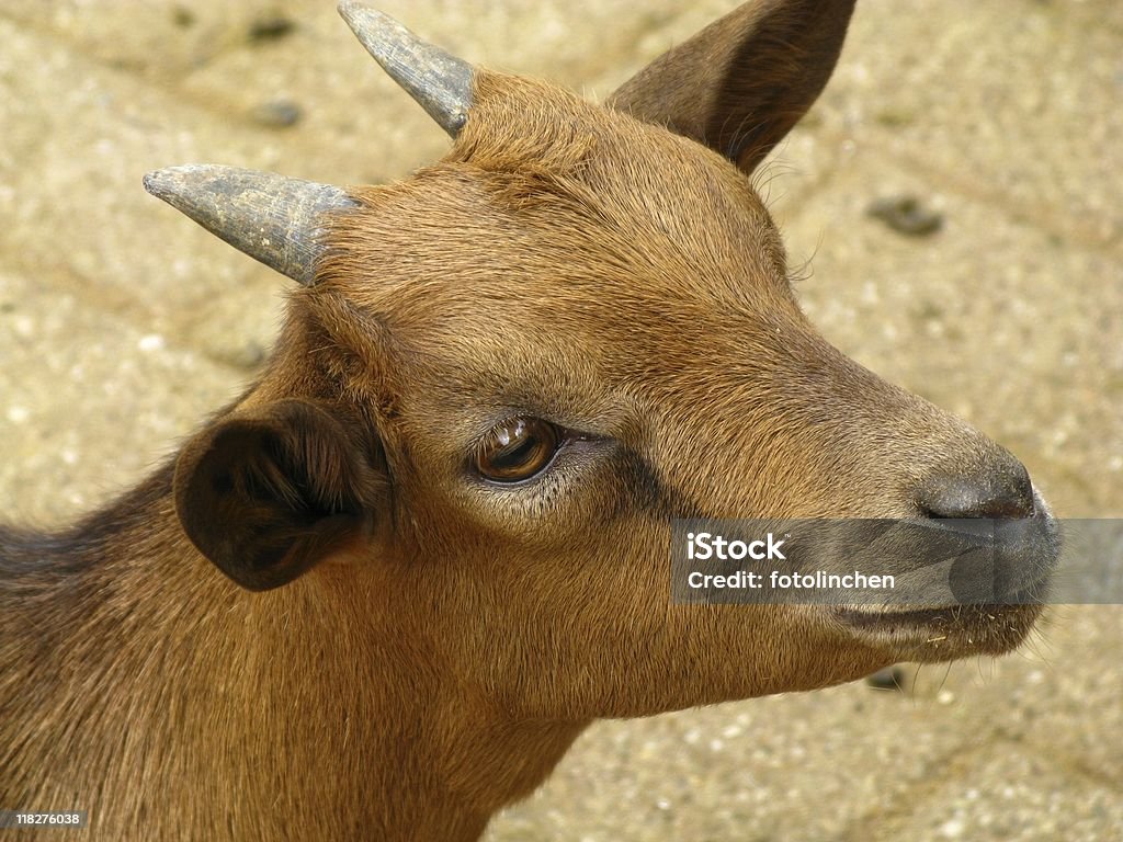 Junge Ziege - Lizenzfrei Braun Stock-Foto