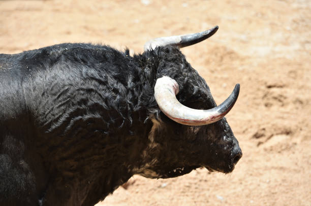 istock bull horns of spanish bull 1182761325