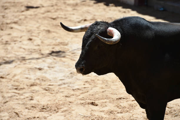 istock bull horns of spanish bull 1182761343