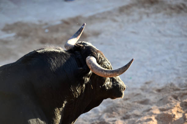 istock bull horns of spanish bull 1182761351