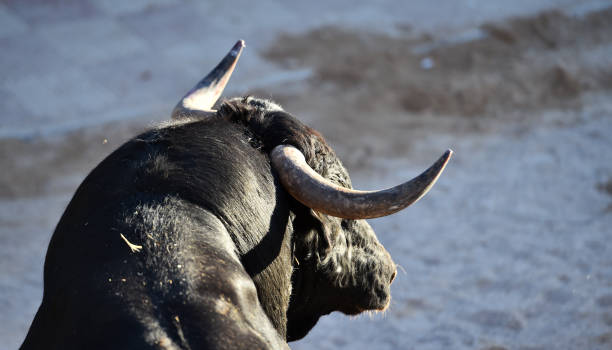 istock bull horns of spanish bull 1182761365