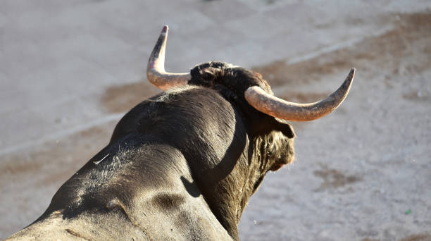 istock bull horns of spanish bull 1182761367