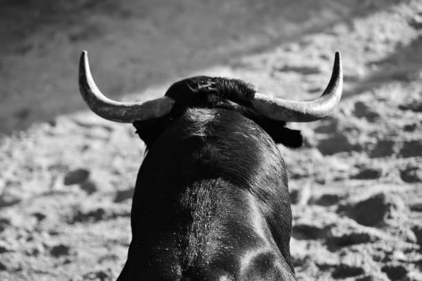 istock bull horns of spanish bull 1182761371