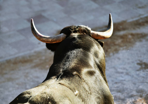 istock bull horns of a bull 1182761376