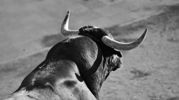 istock bull horns of spanish bull 1182761377