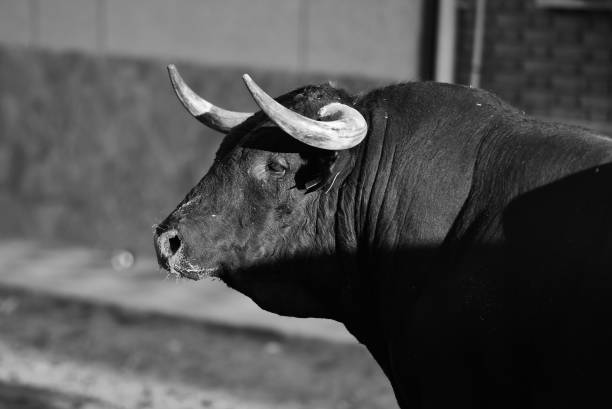 Bull head  with big horns