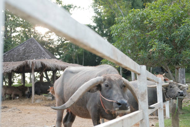 istock water buffalo standing in farm 1182762728