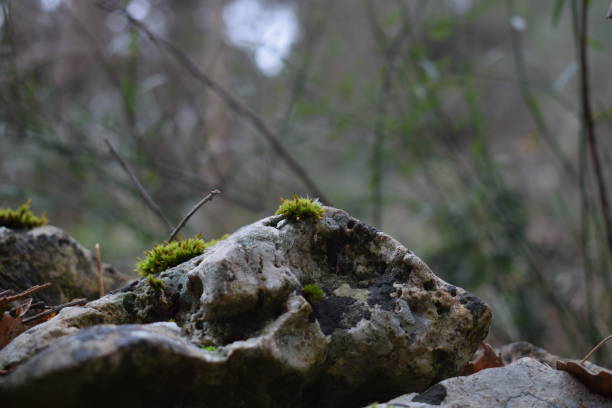 istock Small tuft of moss on rock 1182764428