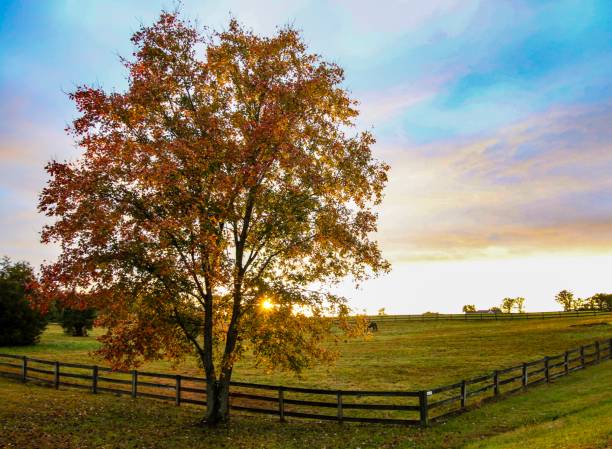 istock Colorful Idealized soft selective focus Autumn Country landscape of a tree with orange fall foliage in a large country field at sunset 1182767863