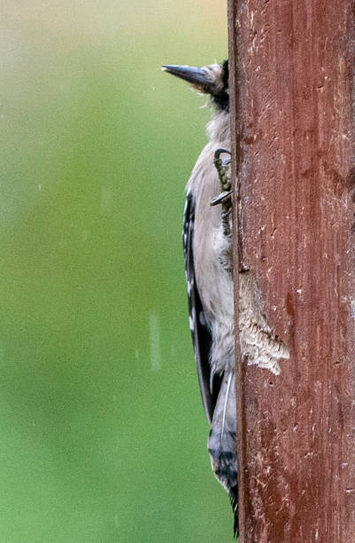 shy bird - bird chickadee animal fence imagens e fotografias de stock
