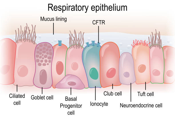 Respiratory epithelium in humans showing different cell types Respiratory epithelium in humans showing different cell types epithelium stock illustrations