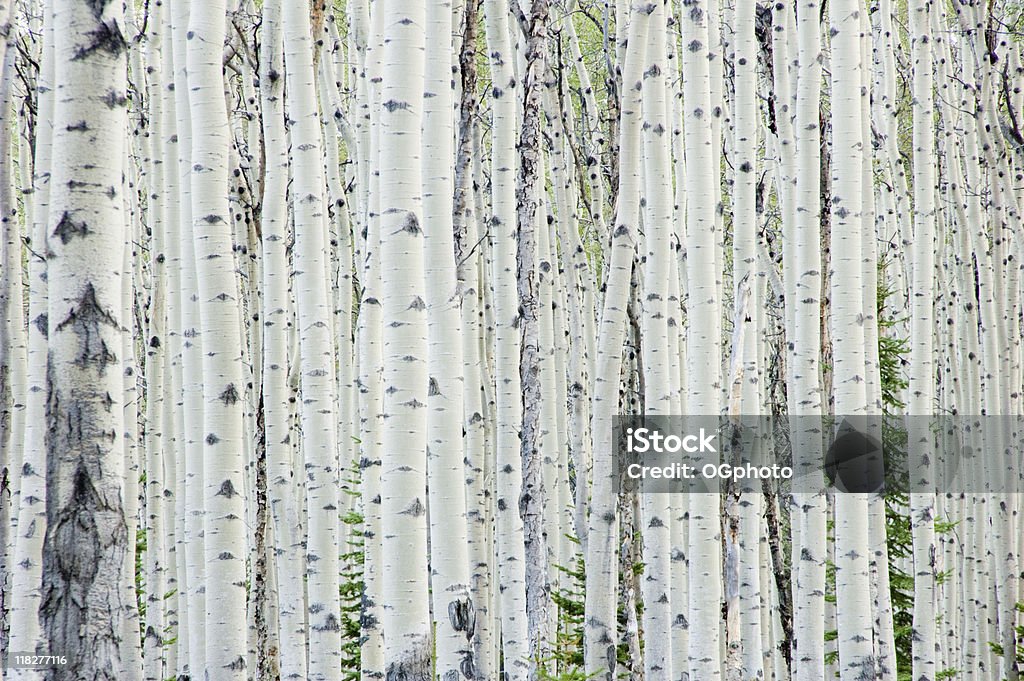 Bianco betulla foresta - Foto stock royalty-free di Betulla