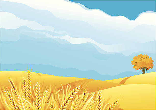 Campos de grano - ilustración de arte vectorial