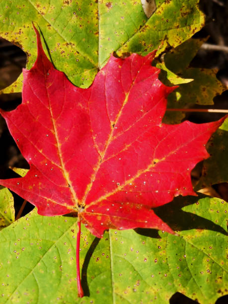 istock Red maple leaf on green natural background 1182772133