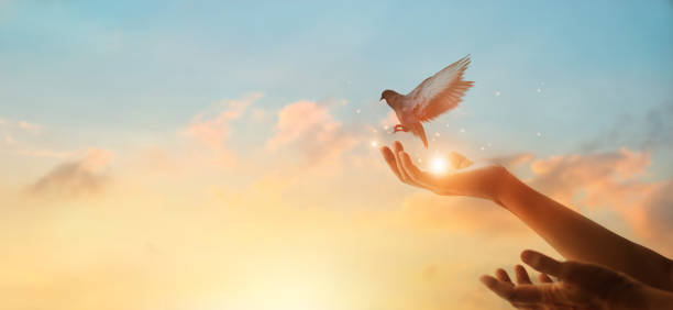 femme priant et oiseau libre appréciant la nature sur le fond de coucher du soleil, concept d'espoir - colombe oiseau photos et images de collection